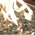 thumbnail image 4 of Celestial Fire Glass High Luster, 1/2" Reflective Tempered Fire Glass in Europa Blue | 10 Pound Jar, 4 of 6