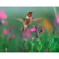 thumbnail image 2 of Fitzharris, Tim 32x26 Gold Ornate Wood Framed with Double Matting Museum Art Print Titled - Ruby Throated Hummingbird, 2 of 4