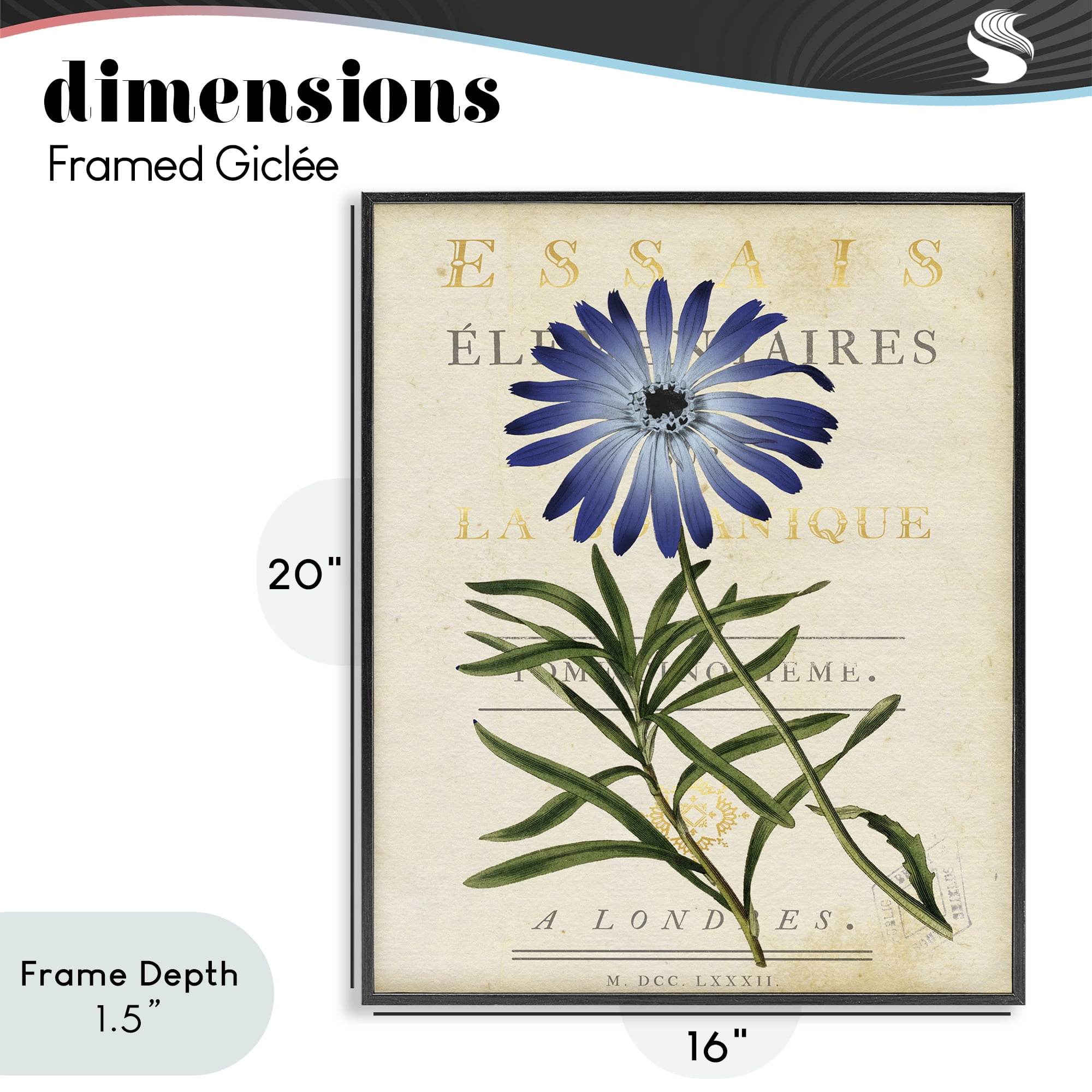 Stupell Industries Natural Botany Daisy Black Framed Giclee Art, design by Susan Arnot
