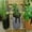 Black, variant on Giunmcul Nonwoven Potato Planter Grow Bag with Harvest Window Reusable Fabric Pot with Handles 20 x 20 x 12 cm