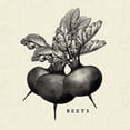 thumbnail image 2 of Gango Home Decor Contemporary Linen Vegetable BW Sketch Beets & Lettuce by Studio Mousseau (Ready to Hang); Two 16x16in Hand-Stretched Canvases, 2 of 5