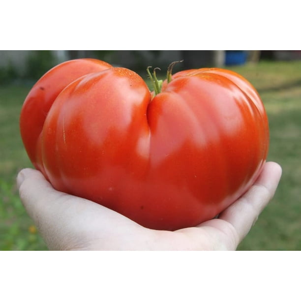 Steakhouse Tomato Seeds for Planting (25 Seeds) NonGMO Large Beefsteak