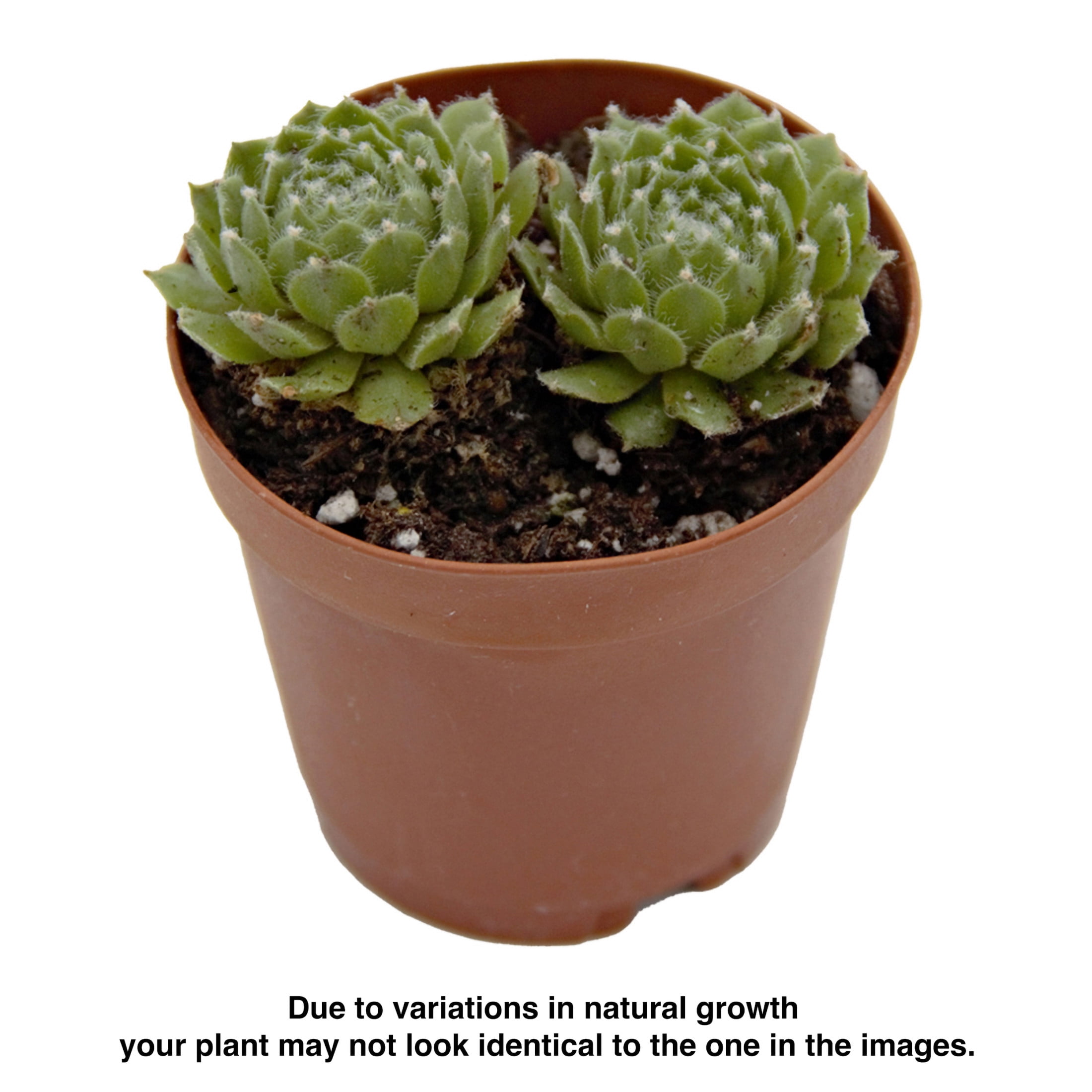 ReptiCulture Assorted Sempervivum - Desert 2" Pot 3 pk