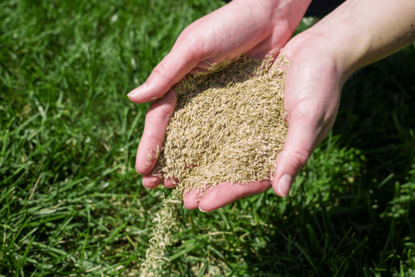 The Andersons Perennial Rye Blend Premium Grass Seed - 25lbs.