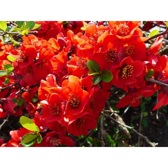 20 Red Flowering DWARF QUINCE Shrub Fruit Chaenomeles Japonica Scarlet Seeds