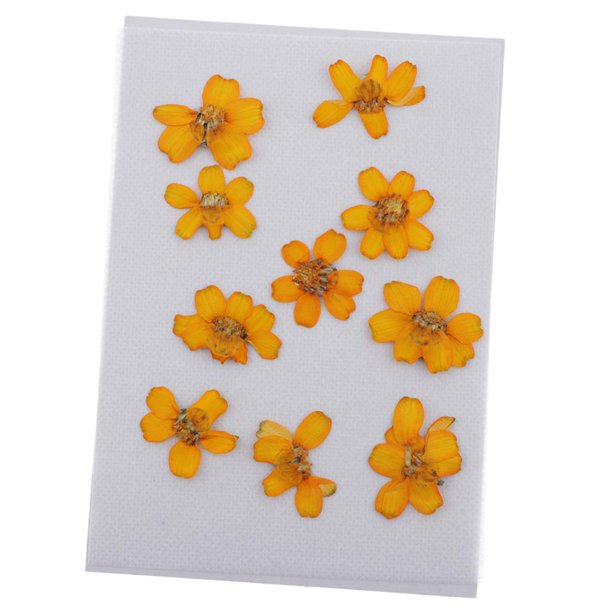 10 Unids Real Secado Zinnia Flores Hojas Secas Para Resina Joyería Caja Del Teléfono Artes Y Manualidades DIY Tarjeta De Scrapbooking V Baoblaze Flores secas prensadas naturales