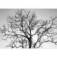 thumbnail image 2 of wall26 - Dead Tree Branch, Black and White - Removable Wall Mural | Self-Adhesive Large Wallpaper - 100x144 inches, 2 of 6