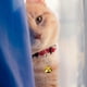 thumbnail image 4 of unbranded 10Ud Para Collar De Y Perro En Metal Delicado Para Y Uso Duradero, 4 of 6
