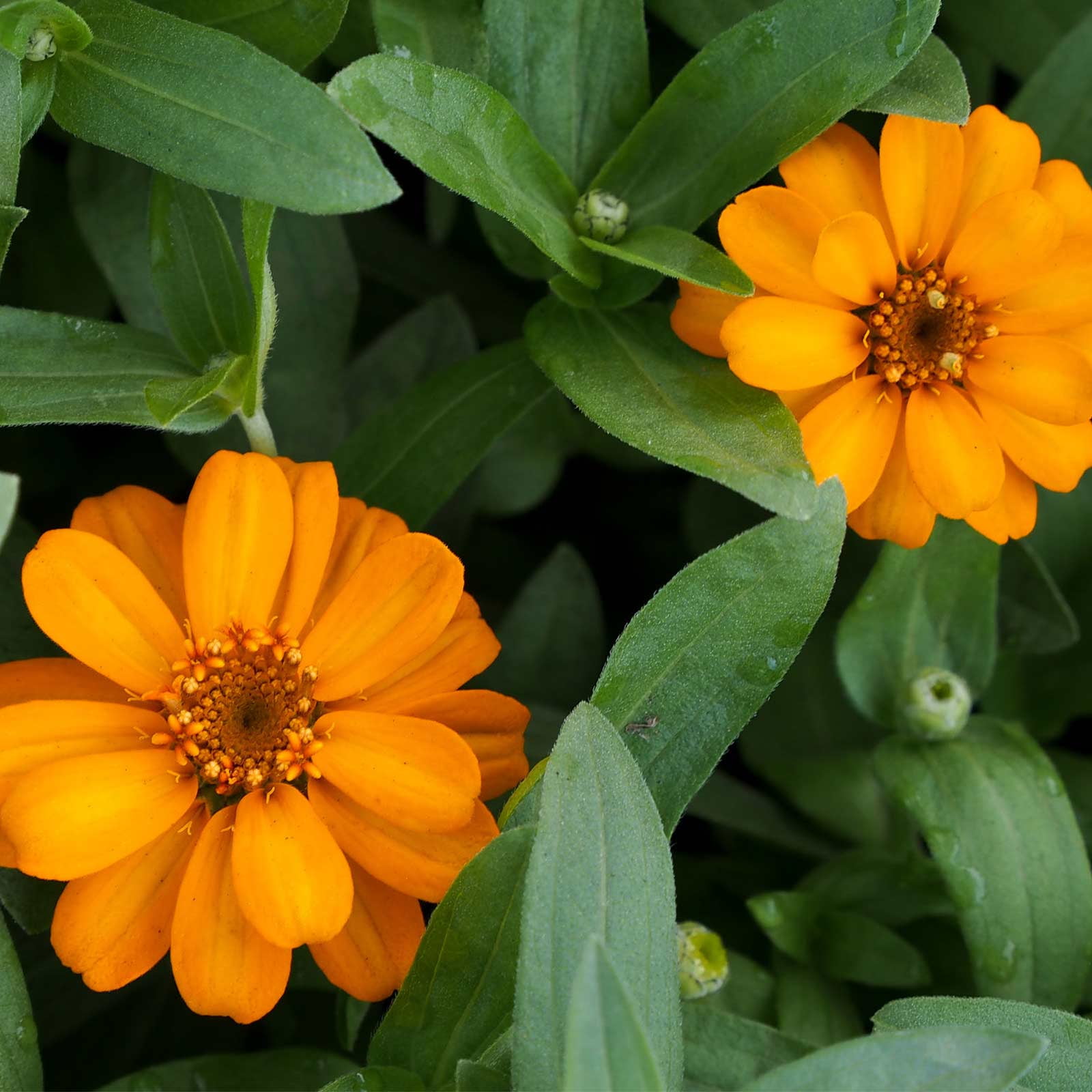 Zinnia Flower Garden Seeds Profusion Series Orange 500 Seeds