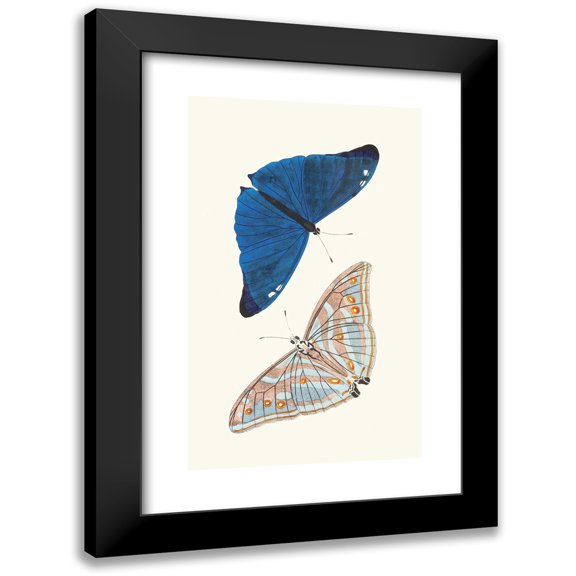 George Shaw 10x14 Black Modern Framed Museum Art Print Titled - Butterfly Adonis (1789-1813)