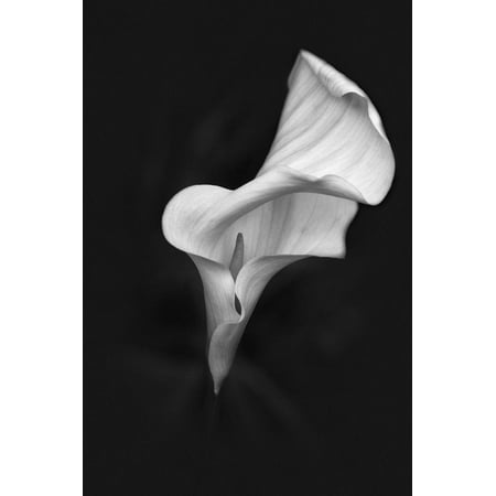 Europe, Ireland, Dublin. Calla Lily Black and White Modern Floral Flower Photo Print Wall Art By Jaynes