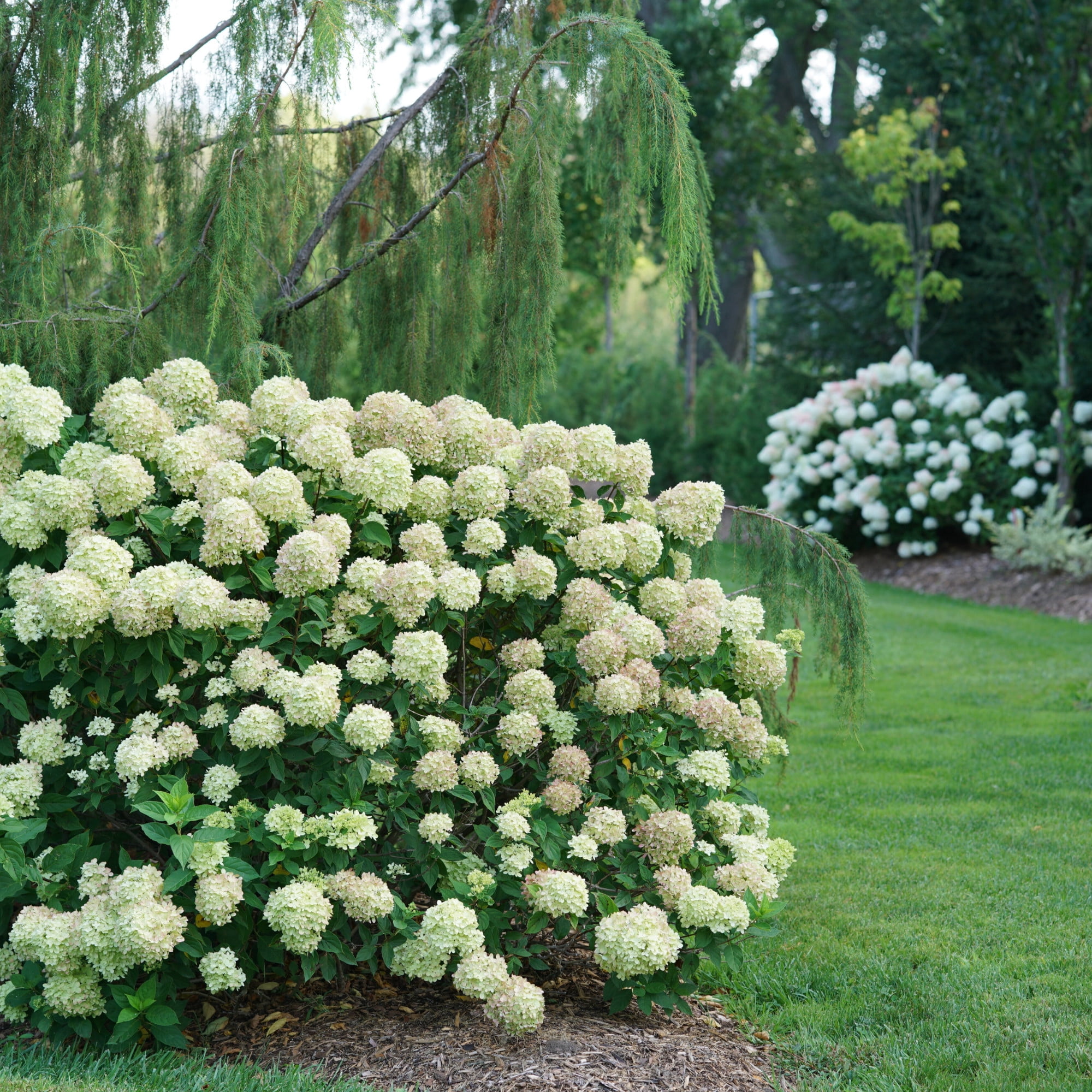 Proven Winners ColorChoice 6" Little Lime Panicle Hydrangea Live Plant in 7.5" Pot