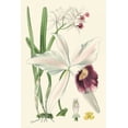 thumbnail image 2 of Vision Studio 23x32 White Modern Wood Framed Museum Art Print Titled - Delicate Orchid II, 2 of 4
