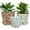 Flower, variant on Set of 4 Plastic Printed Planters with Drainage Holes and Saucers,Diam 4.7Inch Home Decor Flower Pots for Indoor Planter - Plastic Planters Pot for Indoor Plants, Cactus, Succulents