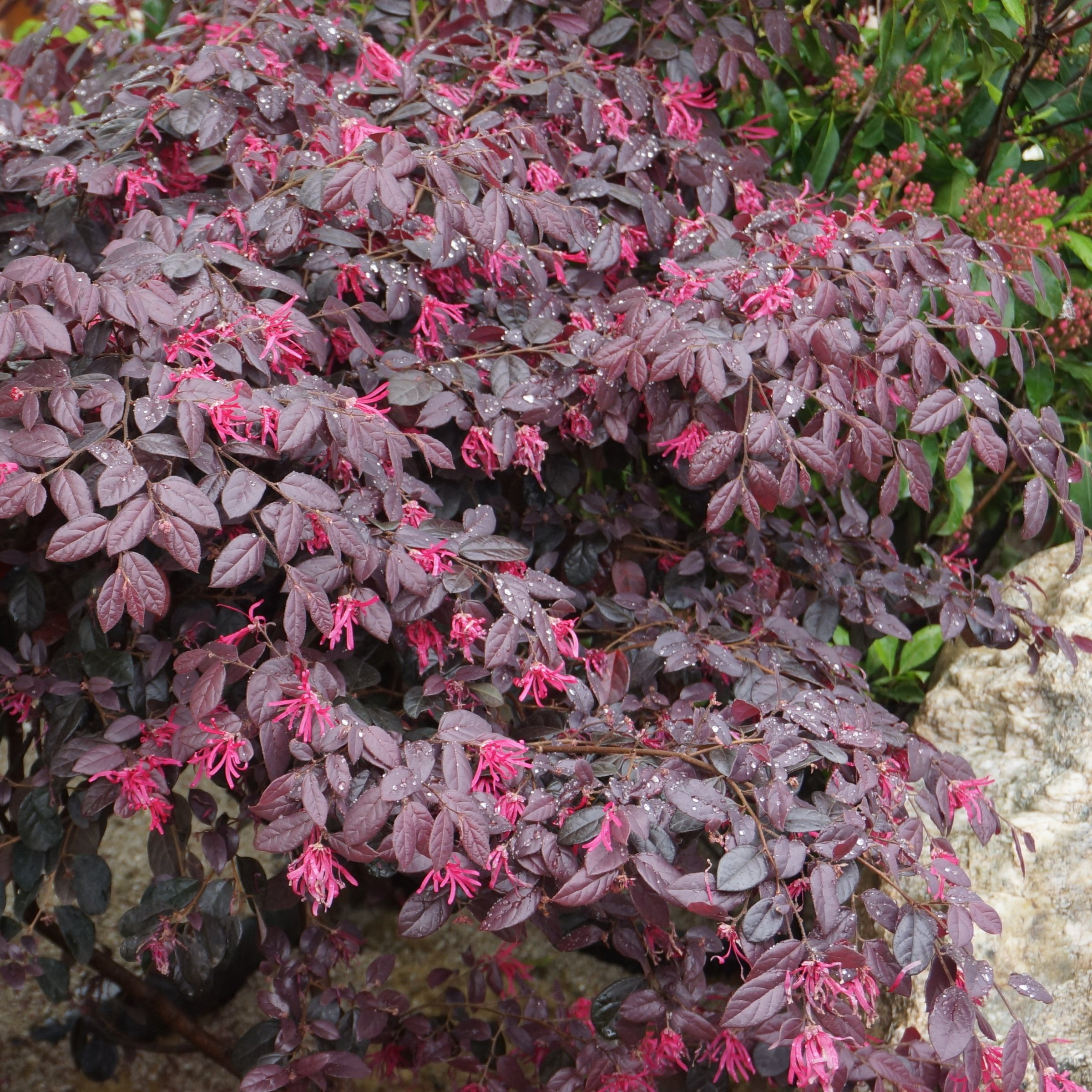 1 gal. Loropetalum Cerise Charm Live Shrub Condition with Full Sunlight