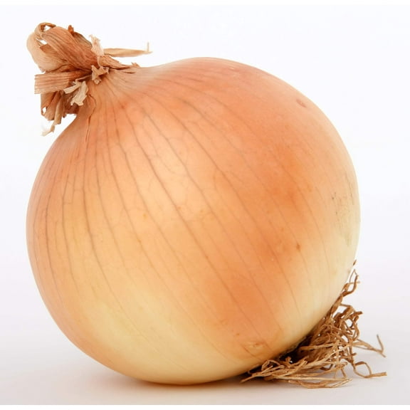 250 *Seeds SWEET WALLA WALLA ONION Allium Cepa Vegetable Seeds