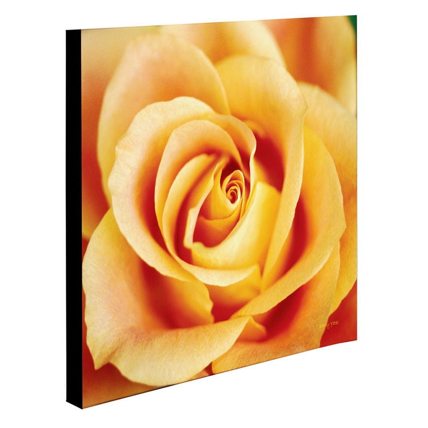 Trademark Fine Art 'Antique Rose' Canvas Art by Kathy Yates