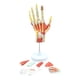 thumbnail image 1 of Modelo Anatómico de Esqueleto de Mano con Músculos, Ligamentos, Nervios y Vasos Sanguíneos, Material Didáctico para los Músculos Óseos de la Mano, 1 of 5