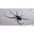 thumbnail image 1 of Plaque Photo License Black Widow Spider In Web, 1 of 2