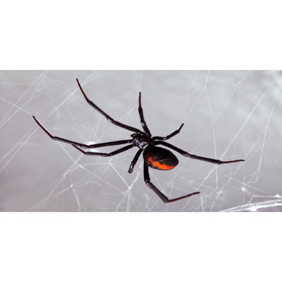 Plaque Photo License Black Widow Spider In Web