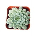 thumbnail image 6 of Echeveria Minima (2"+ Clay Pot) - Tiny, Lovely, Easy to Care Rosette Succulents - Live Succulents for Indoor Places, 6 of 9