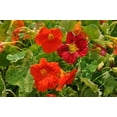thumbnail image 4 of Nasturtium Herb -Dwarf Capucine - Tropaeolum - Edible/Pretty/Peppery - 4.33" Pot, 4 of 4