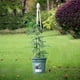 thumbnail image 3 of Estante para flores trepadoras de jardín al aire libre, soporte de alambre de hierro para plantas de loto y rosas, soporte para trepar al balcón con barras transversales y cuatro patas, 3 of 5