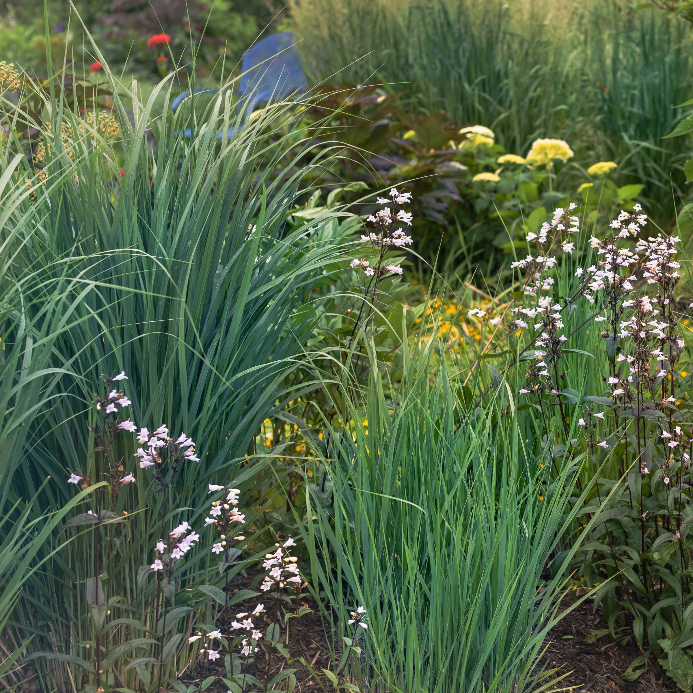 National Plant Network 4 in. Panicum Heavy Metal Grass (3-Pack)