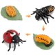 thumbnail image 2 of Modelo de ciclo de crecimiento Modelos de animales de ciclo de vida realistas Juguetes de imaginación infantil Herramienta de enseñanza y aprendizaje, 2 of 7