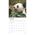 thumbnail image 6 of Giant Pandas 2025 12 X 24 Inch Monthly Square Wall Calendar Plastic-Free, (Paperback), 6 of 9