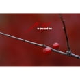 thumbnail image 2 of USA Michigan Two winterberry holly berries on leafless stem in autumn Credit as Mark Carlson Jaynes Gallery DanitaDeli 1, 2 of 2