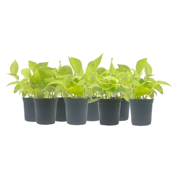 8-PK Live Neon Pothos, Epipremnum aureum 'Neon', Air Purifying Indoor Plant, Low Light Houseplant, Easy Care Plant, 4-inch Pot(s)