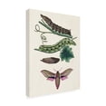 thumbnail image 2 of Unknown 'Caterpillar and Moth VI' Canvas Art, 2 of 3