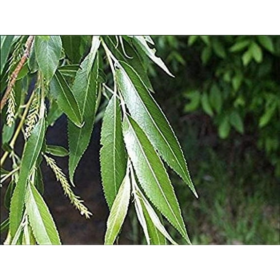 2 Black Willow Tree Cuttings - Beautiful Shade and Privacy Tree - Grow Trees