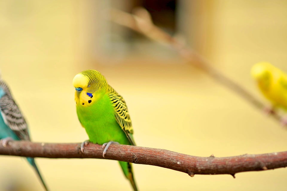 Parakeet Yellow Canary Bird Green 