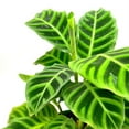 thumbnail image 3 of Calathea Zebrina, 6 inch, Zebra Striped Dark Green Indoor Plant Goeppertia, 3 of 9