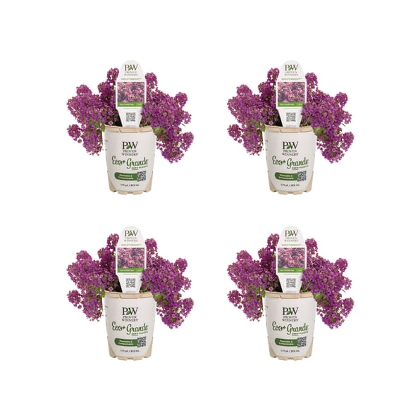 Proven Winners 4" Purple Violet Knight Sweet Alyssum Live Plant in 4.25" Pot (4 Count)