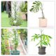 thumbnail image 3 of unbranded 5Jgo Para Plantas Trepadoras Interior Y Exterior Color Con Estructura Resistente, 3 of 8