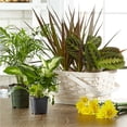 thumbnail image 2 of Florist Designed Blooming and Green Plants in a Basket - Standard, 2 of 2