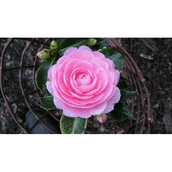 3 EG Waterhouse Pink Camellia in 4 inch pots