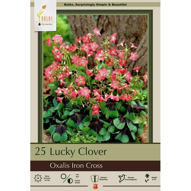 Oxalis deppei Iron Cross Shamrock Edible Leaves 20 Bulbs