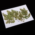 thumbnail image 4 of 10 piezas de adiantum de pntas prensadas secas naturales para manualidades de fabricación de bricoje Gloria Flores secas prensadas naturales, 4 of 9