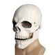 thumbnail image 4 of Máscara mandíbula móvil Horror Casco de látex Scary Creepy Headgear Casco de esqueleto para Halloween Masquerade Carnival Blanco Sunnimix tocado de calavera, 4 of 7