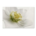 thumbnail image 2 of Trademark Fine Art Cora Niele White Helleborus Canvas Wall Art - 22x32, 2 of 4