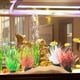 thumbnail image 4 of 10 piezas de acuario decoradas con plásticos vegetales, adornos accesorios para acuarios, adornos para acuarios., 4 of 5