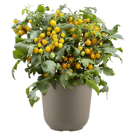 Whitney Farms Sweet Sturdy Grace Cherry Tomato, Live Plant, .94 gal.