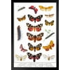 Tiger Moth Other Butterflies 19th Century Vintage Illustration Insect Wall Art of Moths and Butterflies Butterfly Illustrations Insect Poster Moth Print Black Wood Framed Art Poster 14x20