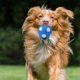 thumbnail image 5 of Juguete para mascotas de látex con sonido, autogol de fútbol y rugby, relleno resistente al desgaste, juguete interactivo universal para perros, 5 of 7