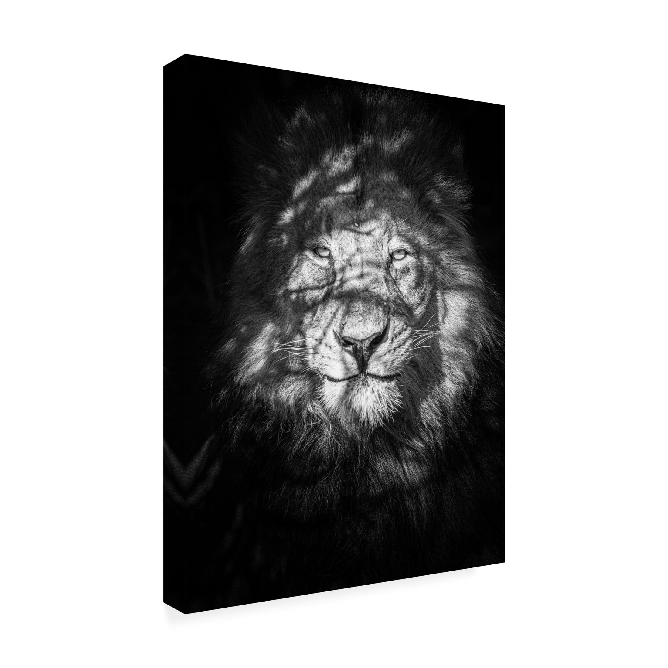Trademark Fine Art Mike Taylor Being Watched Canvas Wall Art