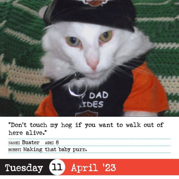 Bad Cat Page-A-Day Calendar 2023 : 365 Not So-Pretty Kitties (Calendar) -  Walmart.com